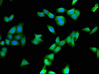 CYP3A4 / Cytochrome P450 3A4 Antibody