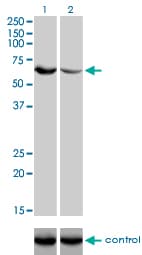 UGP2 Antibody (clone 3H3)