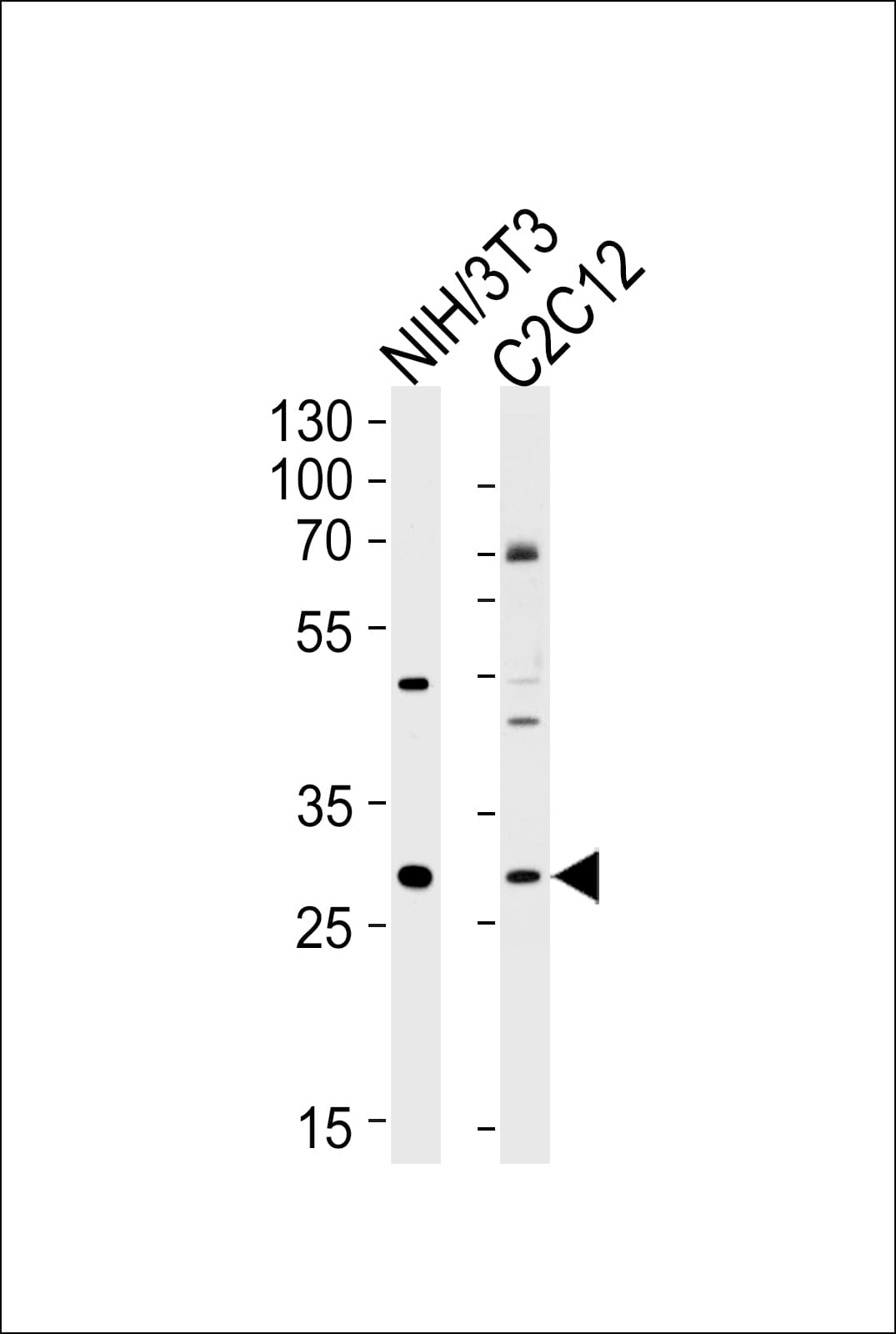 HOXC9 Antibody (aa101-129)