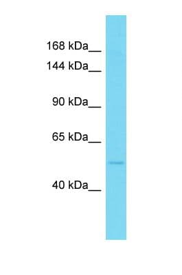 Polyclonal Rabbit anti-Mouse KIF17 Antibody (aa191-240, WB)