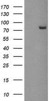PADI4 / PAD4 Antibody (clone OTI6A2, Carrier-free)