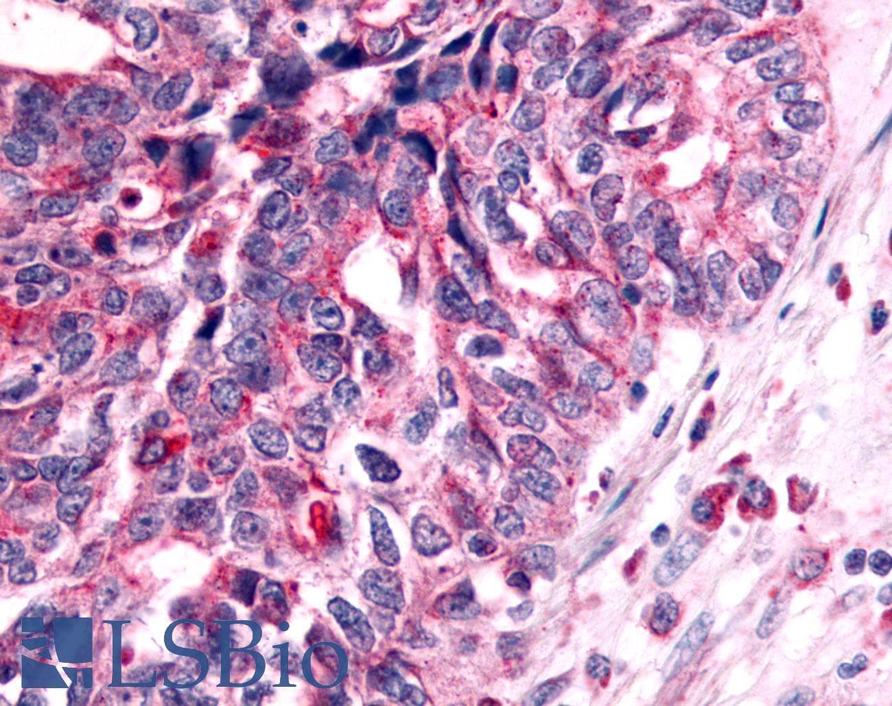 PathPlus™ NEK7 Antibody (Kinase Domain)