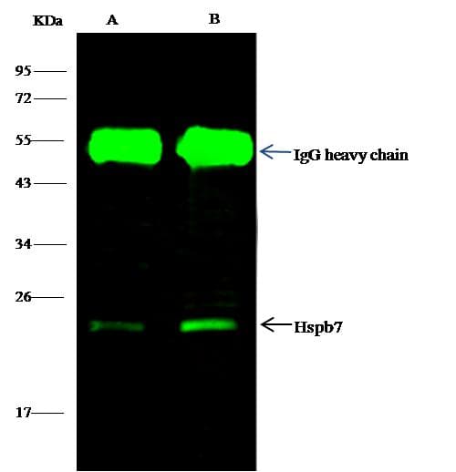 HSPB7 / CvHSP Antibody (Preservative Free)