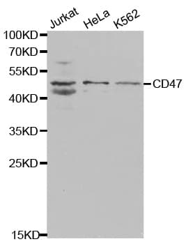 CD47 Antibody
