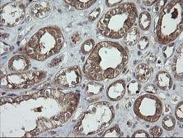 Monoclonal Mouse anti-Human TRAPPC4 / Synbindin Antibody (clone OTI2G8, IHC, WB)