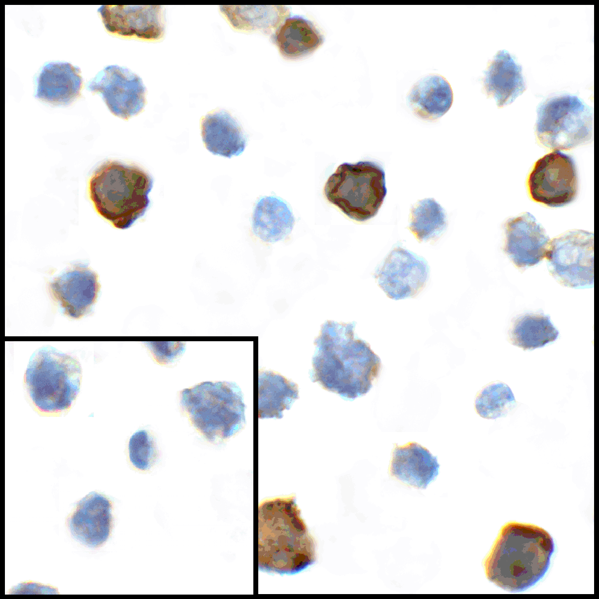Monoclonal Mouse anti-Human CD80 Antibody (clone 8G12, IHC, IF)