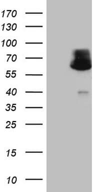 AAAS / Adracalin Antibody (aa322-546, clone OTI7H7, Carrier-free)