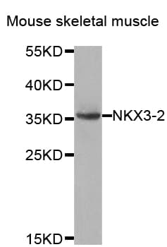 NKX3-2 / BAPX1 Antibody