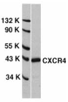 Polyclonal Rabbit anti-Human CXCR4 Antibody (IHC, IF, WB)