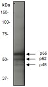IHC-plus™ p66 / SHC Antibody (SH2 Domain, clone EP332Y)