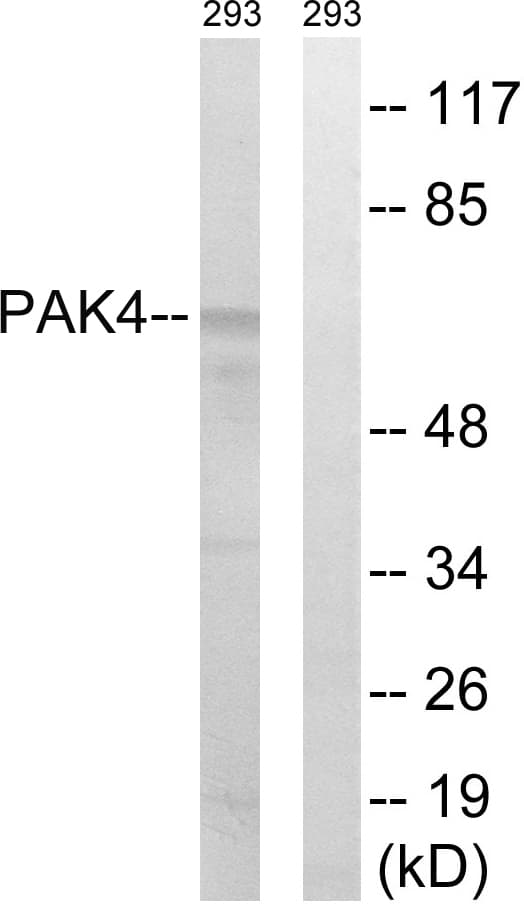 PAK4 Antibody (aa441-490)