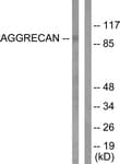 ACAN / Aggrecan Antibody (aa320-369)