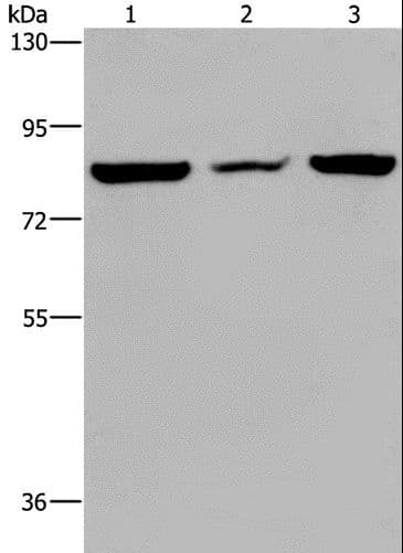 Polyclonal Rabbit anti-Human P3H3 / LEPREL2 Antibody (IHC, WB)