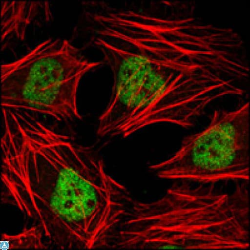 HDAC3 Antibody