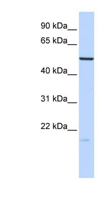 ZNF773 Antibody (N-Terminus)