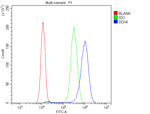DDX4 / VASA Antibody (aa253-272)