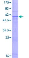 Human MFAP4 Protein (Recombinant GST)