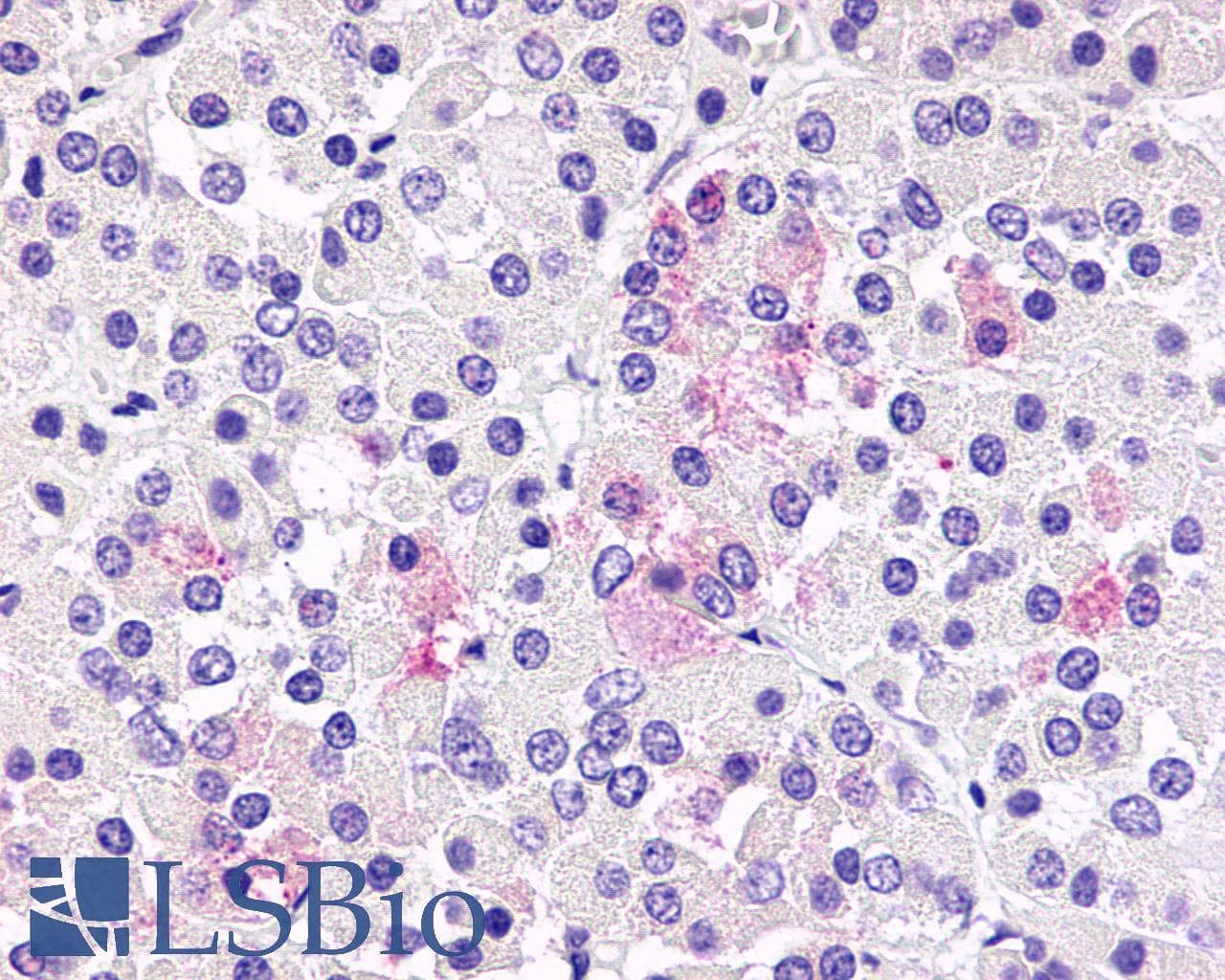 PathPlus™ Polyclonal Rabbit anti-Human FKSG80 / GPR81 Antibody (C-Terminus, IHC)