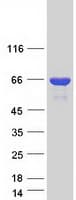 Human NCF2 / NOXA2 / p67phox Protein (Recombinant Myc-DDK (Flag))