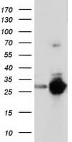 SPR Antibody (clone OTI3D6)