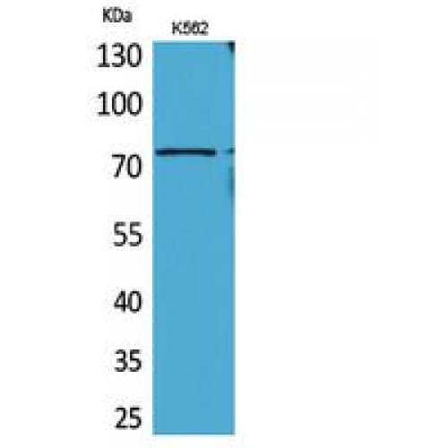 ARNTL / BMAL1 Antibody