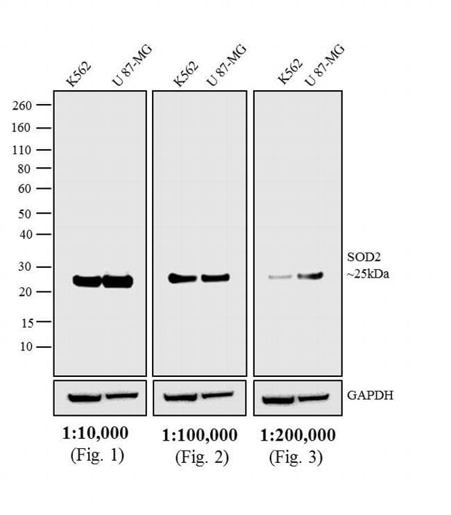 Goat Anti-Mouse IgG Secondary Antibody (HRP)