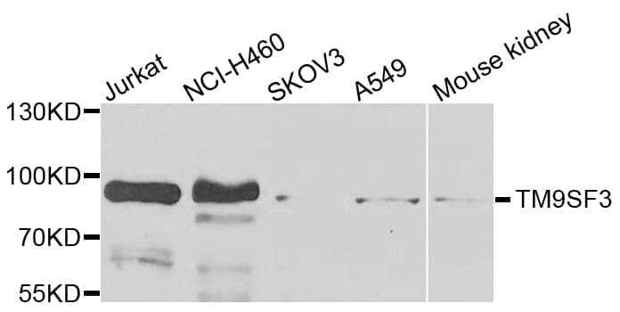 TM9SF3 Antibody