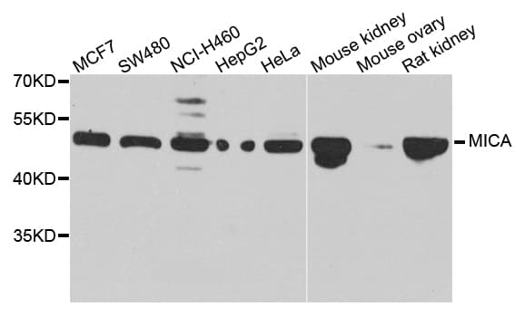 MICA Antibody