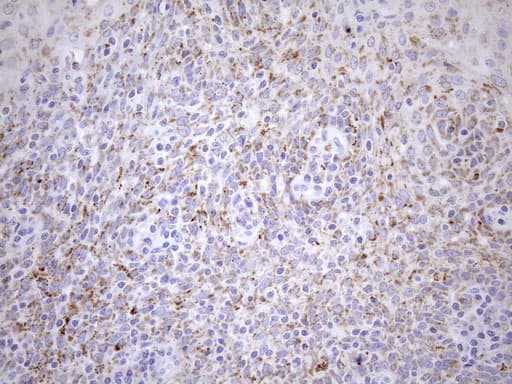 PPIF / Cyclophilin F Antibody (clone OTI1G8)