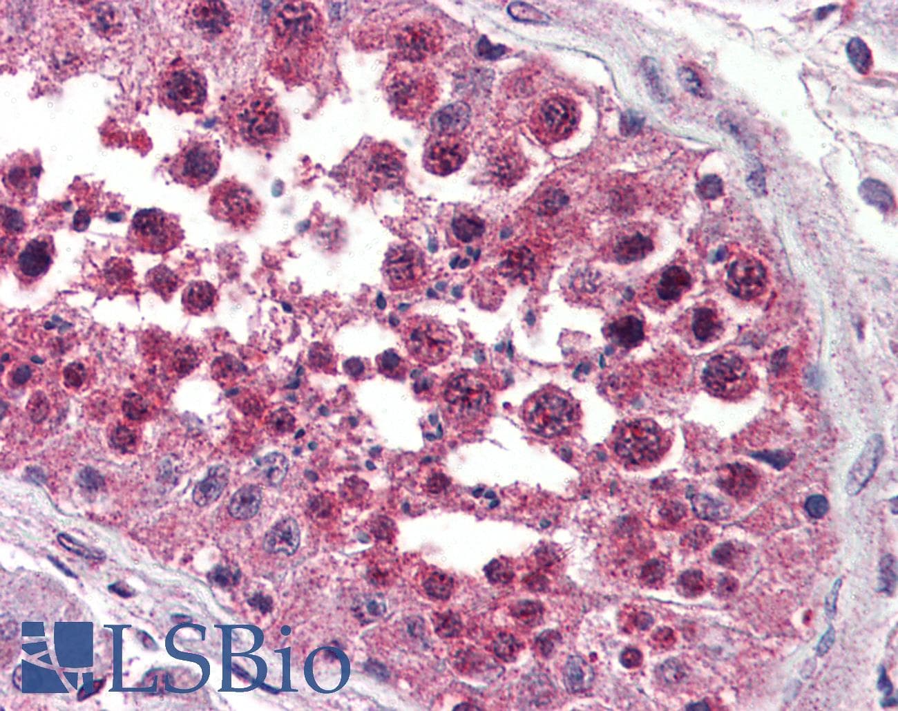 IHC-plus™ NPSR1 / NPSR / GPR154 Antibody (Extracellular Domain)