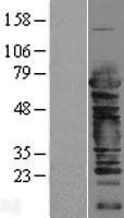 CSTF2 / CstF-64 Protein (Over-Expression Lysate Myc-DDK (Flag))