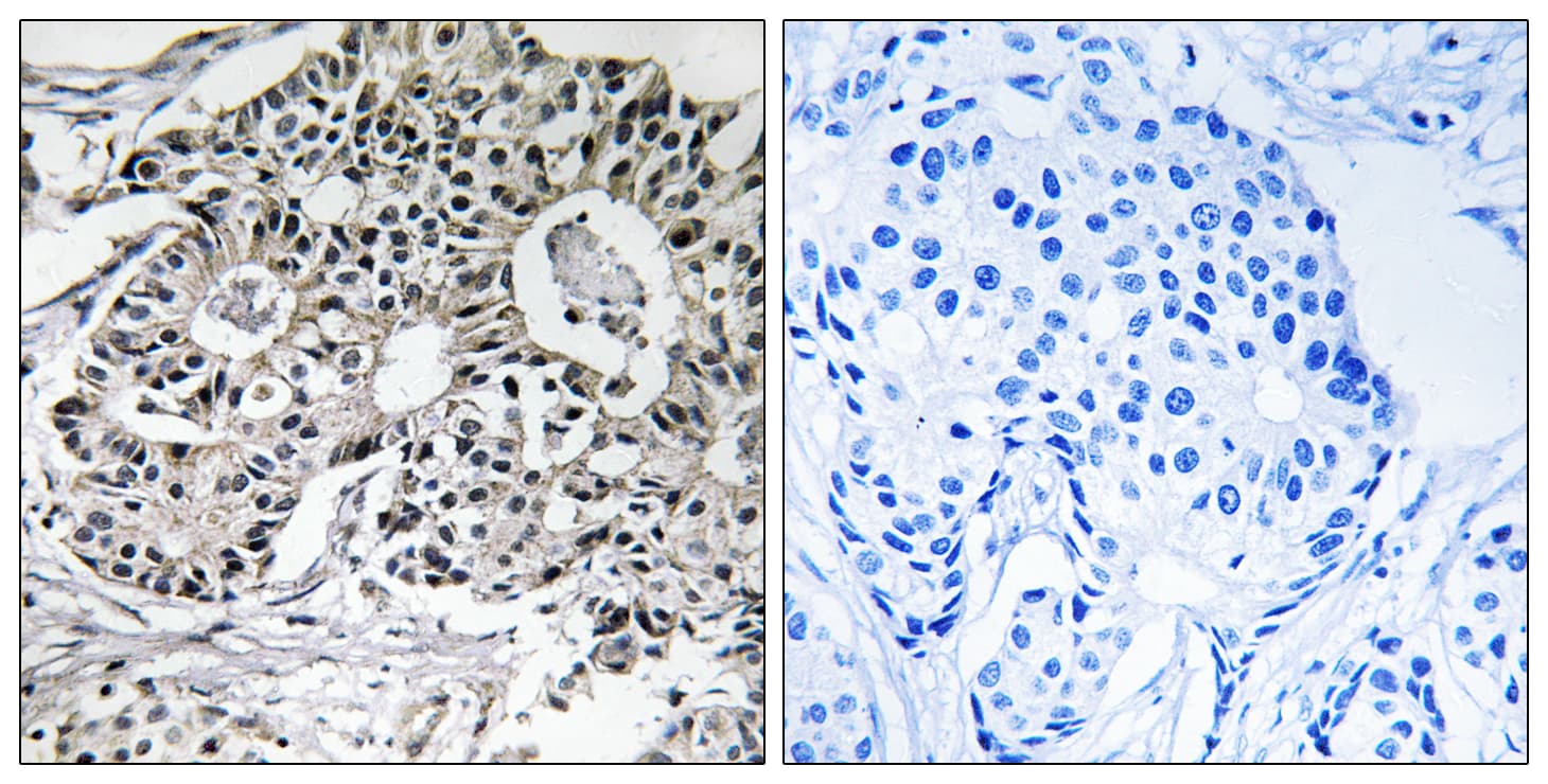 PXMP2 Antibody (aa38-87)