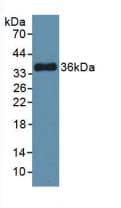 MTOR Antibody