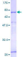 Human ITFG2 Protein (Recombinant GST)