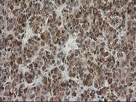 ERCC4 / XPF Antibody (clone OTI4E11)