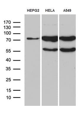 RLIM / RNF12 Antibody (clone OTI2D7)