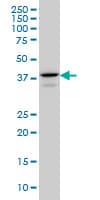 Monoclonal Mouse anti-Human E2F4 Antibody (clone 5B7, WB)