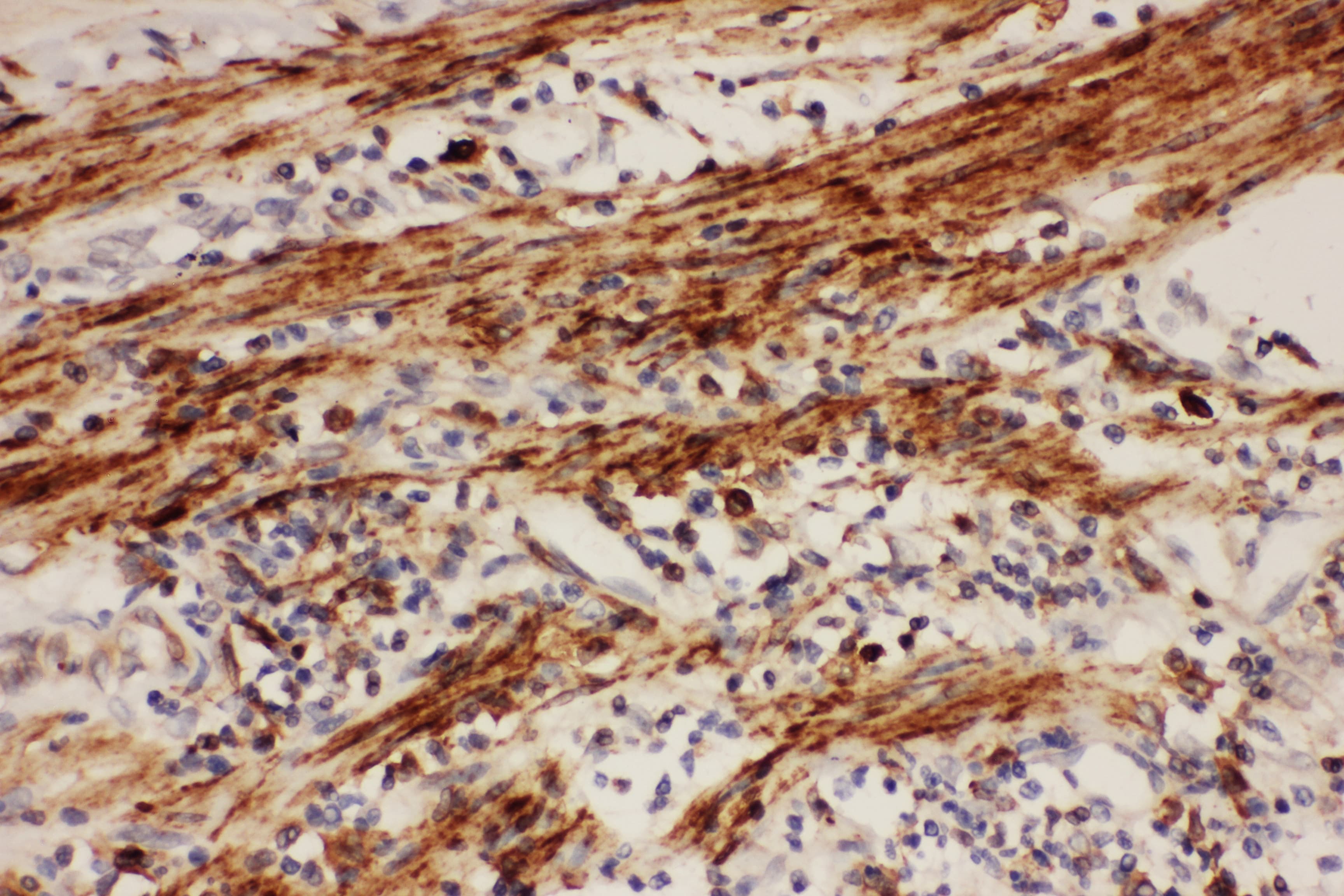 PTGS1 / COX-1 Antibody (aa318-599)