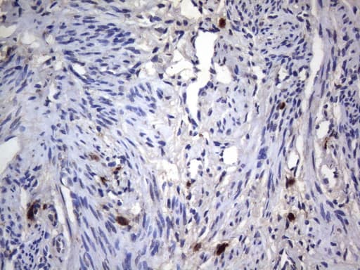 CD68 Antibody (clone KP1)