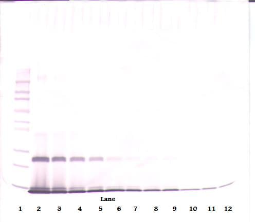 IHC-plus™ IL4 Antibody