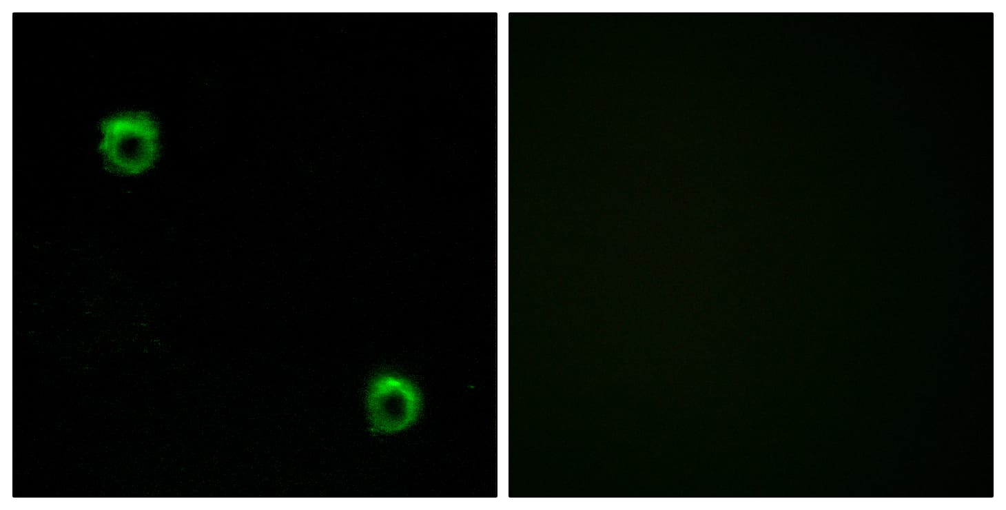 FZD2 / Frizzled 2 Antibody (aa201-250)