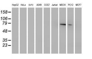 MPP5 Antibody (clone OTI2D3)