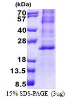 Human BHLHB40 / HES2 Protein (Recombinant His)