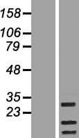 RAB19 Protein (Over-Expression Lysate Myc-DDK (Flag))