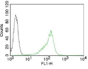 Nuclear Membrane Marker NM97 Antibody (clone NM95)