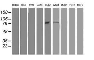 OSBP Antibody (clone OTI1A4)