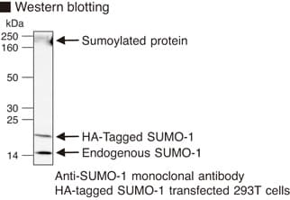 Monoclonal Mouse anti-Human SUMO1 / SMT3 Antibody (clone 5B12, WB)