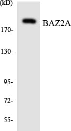 Polyclonal Rabbit anti-Human BAZ2A / TIP5 Antibody (aa1244-1293, WB)