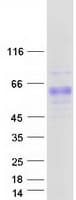 Human PSG8 Protein (Recombinant Myc-DDK (Flag))