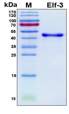Human ELF3 / ESE1 Protein (Recombinant 6His, N-terminus)